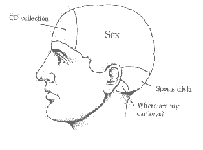 Male Brain illustration
